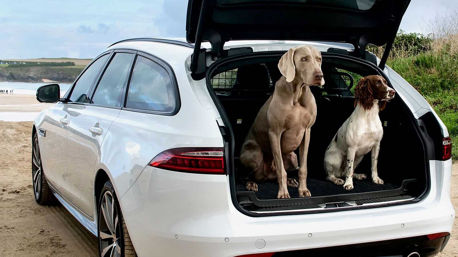 PET ACCESSORIES